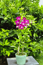 Georgia