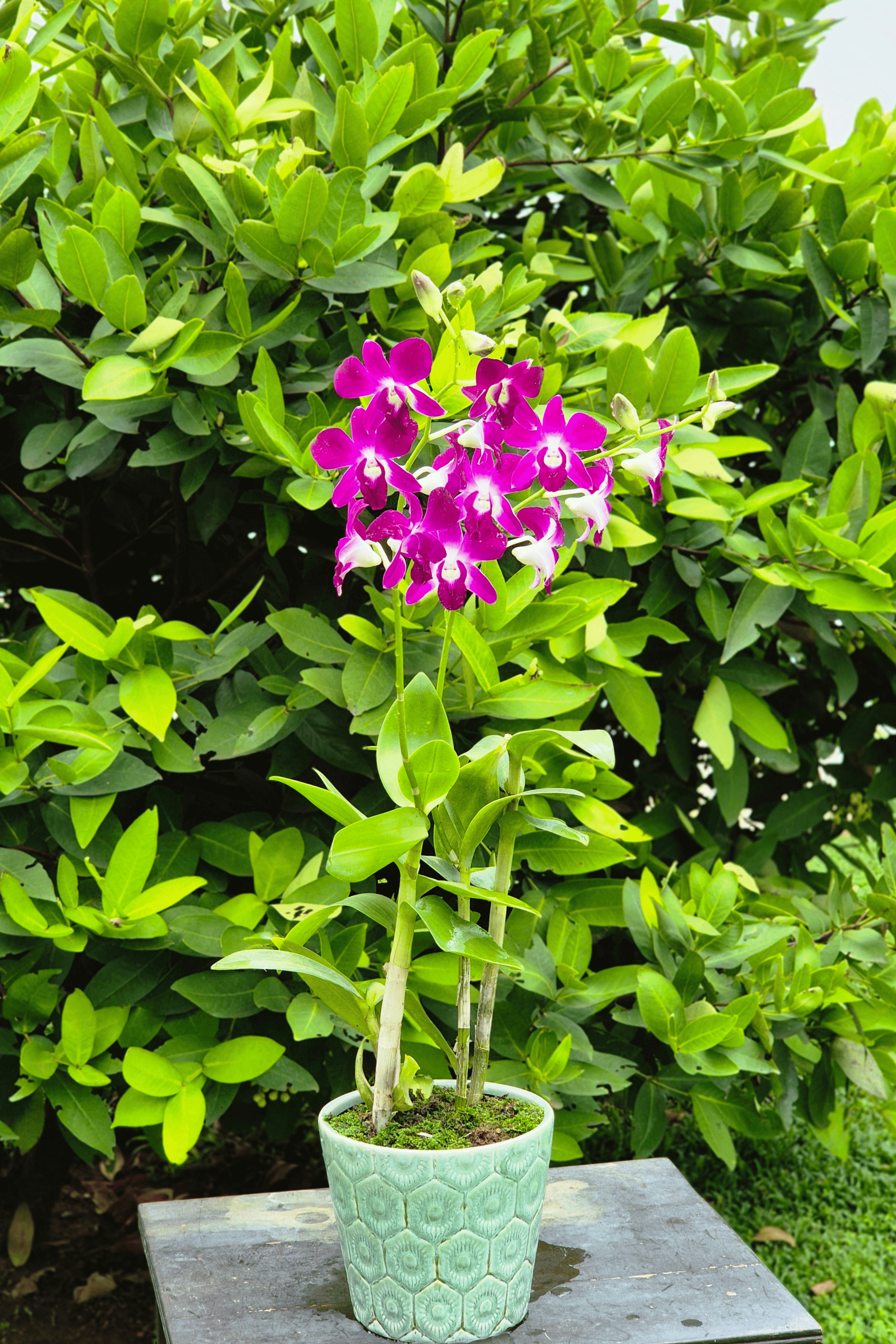 Georgia