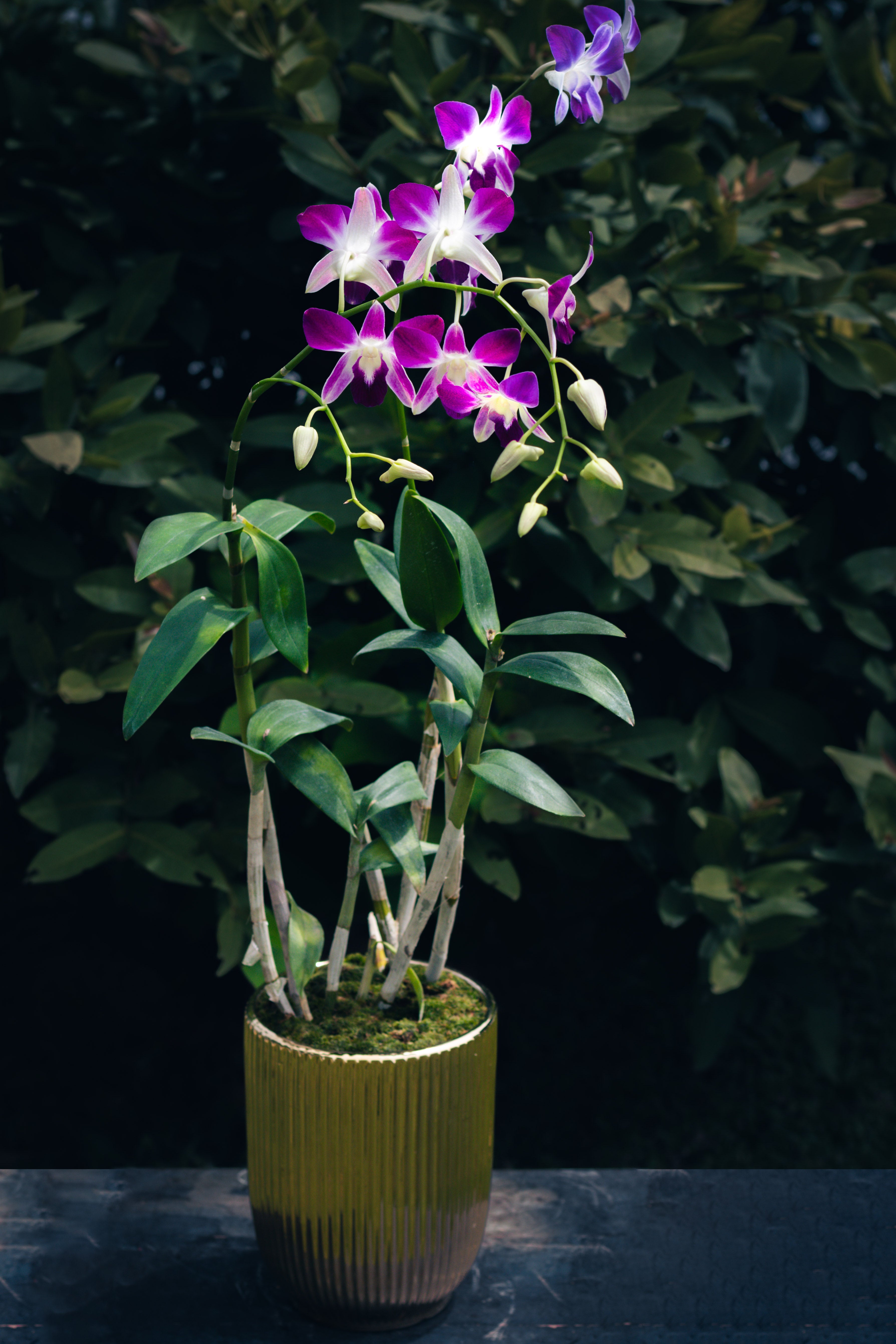 Daphne
